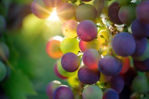 wijnbouwers – dekenaat Genk